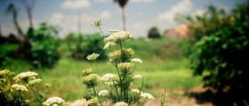 How to Increase Lactation and Breastfeeding with Herbs and Diet