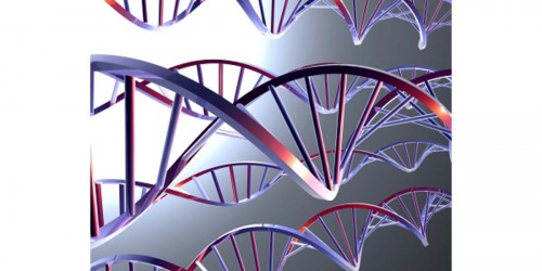 The Downside of Having a Strong Immune System: Autoimmune Disease