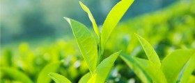 Does Green Tea Really Help Treat Multiple Sclerosis Symptoms?