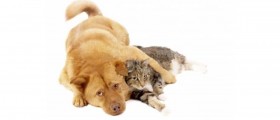 Allergic To Cats And Dogs