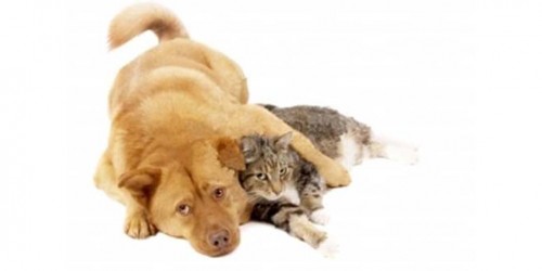 Allergic To Cats And Dogs