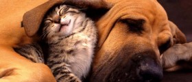 No Raw Meat Or Vegetarian Diets For Your Cats And Dogs