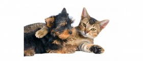 Interesting Things about Dogs and Cats