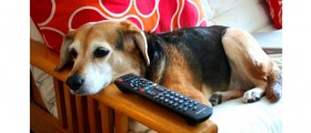 Should Your Dog Be Watching Dog TV Channel?