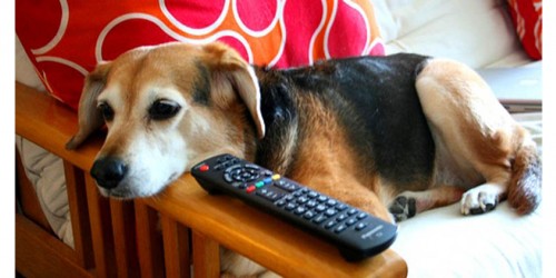 Should Your Dog Be Watching Dog TV Channel?