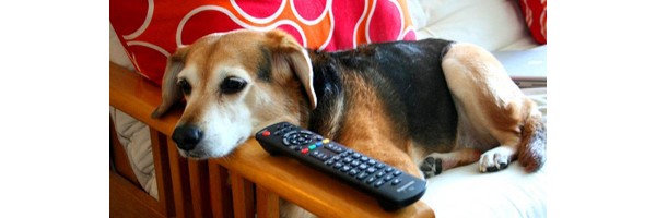 Should Your Dog Be Watching Dog TV Channel?
