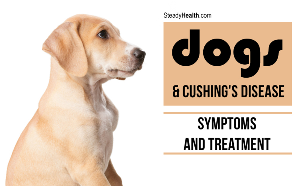 dogs-and-cushing-s-disease-symptoms-and-treatment-healthy-living