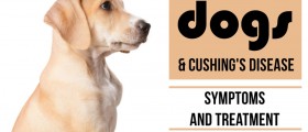 Dogs And Cushing's Disease: Symptoms And Treatment