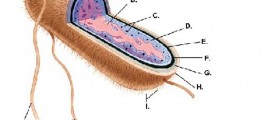 Escherichia coli infection: Symptoms & Treatment