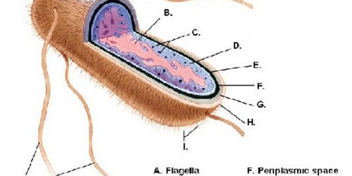 Escherichia coli infection: Symptoms & Treatment