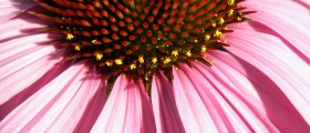 Can Echinacea Do More Than Cure Colds?
