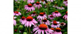 Echinacea Fails To Fight The Common Cold, New Study Says