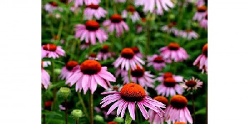Echinacea Fails To Fight The Common Cold, New Study Says