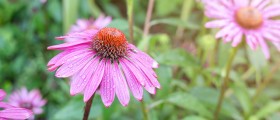 Alternative Cancer Treatment: Scientific Exploration of Herbs