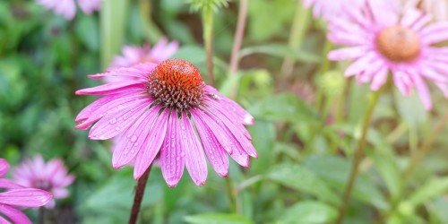 Alternative Cancer Treatment: Scientific Exploration of Herbs