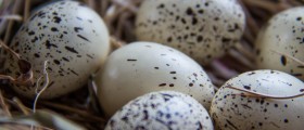Becoming An Egg Donor In Massachusettes