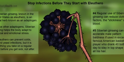 Siberian Ginseng: The Workhorse Herb For Keeping You Healthy