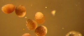 How Long Do Frozen Embryos Remain Viable?
