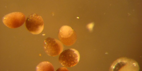 How Long Do Frozen Embryos Remain Viable?