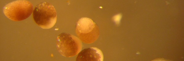 How Long Do Frozen Embryos Remain Viable?