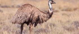 Emu Oil For Eczema: Does It Really Work?