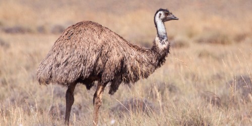 Emu Oil For Eczema: Does It Really Work?