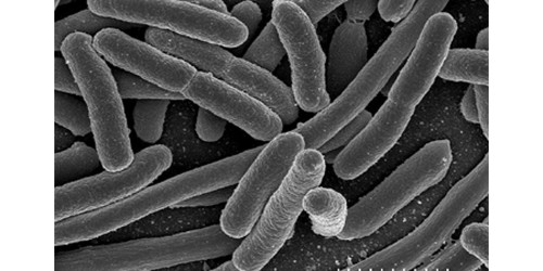 The Truth About the European E. coli Outbreak