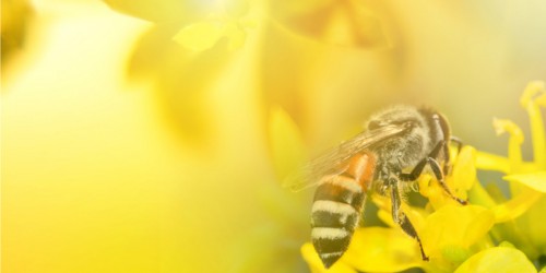 First Aid For Insect Bites And Stings: Tips And Other Helpful Info