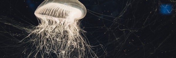 First Aid For A Jellyfish Sting: How Prevent A Jellyfish Sting, Treat One Without Medical Help, And What To Expect After