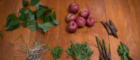 Foraging For Fresh Food: A Beginners' Guide