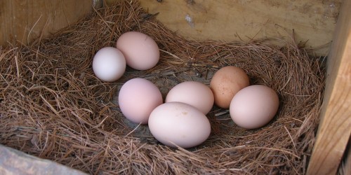 You Have Some Eggsplaining To Do: Are Eggs Really As Bad As Smoking?