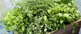 Rhodiola And Rhaponticum: The Power Herbs Of Siberia