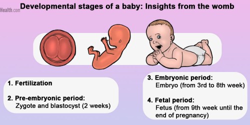 From Embryo To Baby: Human Development