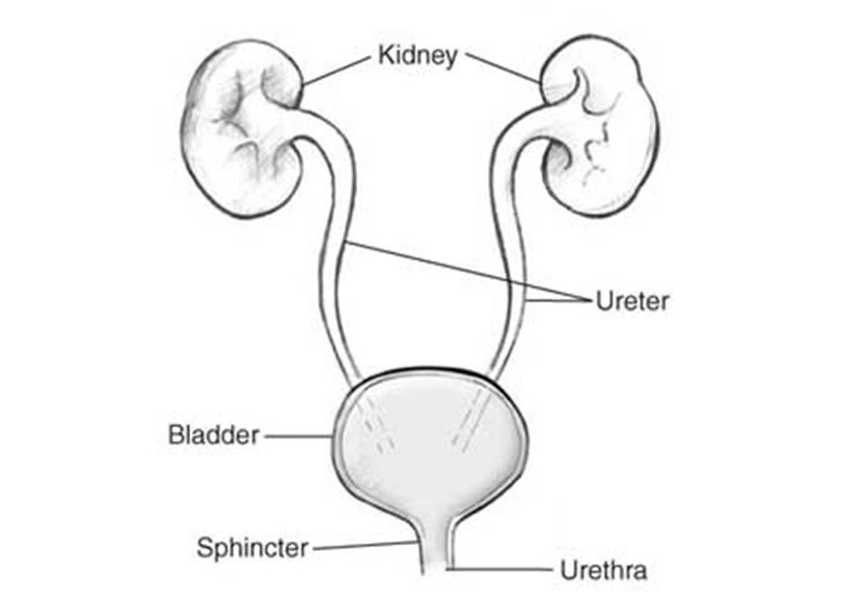 blood-in-urine-causes-treatment-men-s-health-articles-family