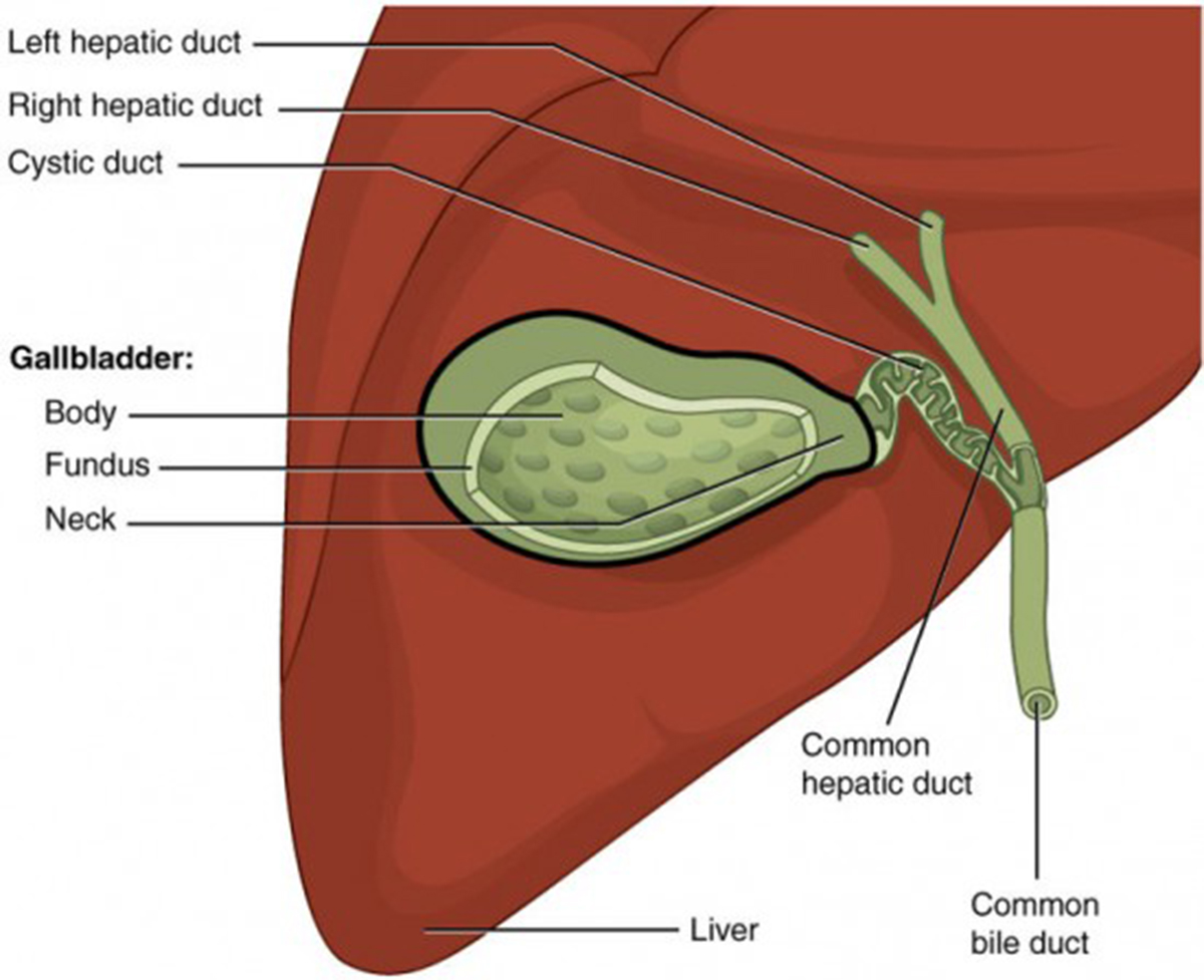 reasons-to-avoid-getting-gallbladder-removed-gastrointestinal