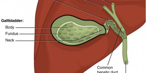 Reasons to Avoid Getting Gallbladder Removed