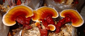 Mushrooms: Nutritious, Healthy, And... The Key To Weight Loss?