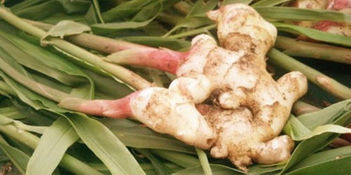 Natural Remedies for Arthritis