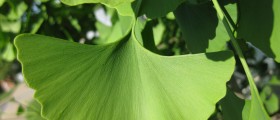 Gingko Biloba: Ancient Remedy Or Health Risk?