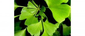 Ginkgo Biloba