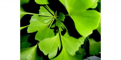 Ginkgo Biloba