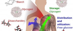 What You Didn't Know About Carbs Metabolism, Insulin And Diabetes