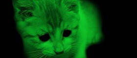 Green Glowing Cats Might Help In Hiv Research