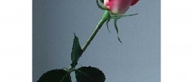 How to overcome grief & loss of a loved one?