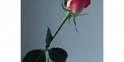 How to overcome grief & loss of a loved one?