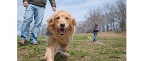 Ten Common Misconceptions About Canine Health