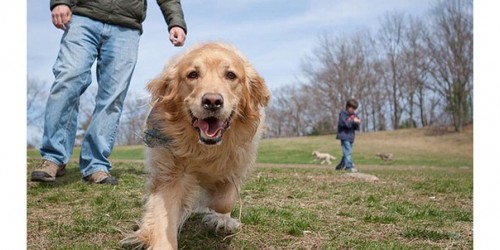 Ten Common Misconceptions About Canine Health