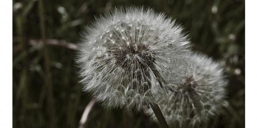 One Pill To Stop Allergy For Life. Will The FDA Approve?