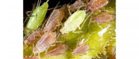 Head Lice Busting: How To Get Rid Of Lice And Nits For Good