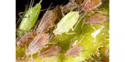 Head Lice Busting: How To Get Rid Of Lice And Nits For Good